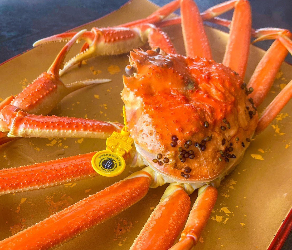 福井県越前町で水揚げされた越前がに（ズワイガニ・オス)　茹でがに